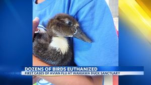 Hawaii Confirms First Cases Of Avian Flu At Duck Sanctuary