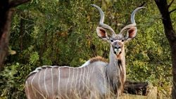 Büyük kudu (Tragelaphus strepsiceros)