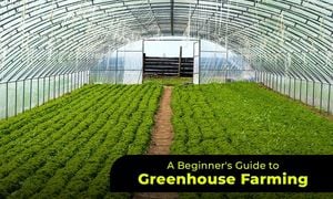 Innovative Technologies Transform Greenhouse Climate Control