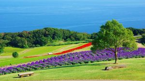 Upcoming Events Showcase Awaji Island's Charm