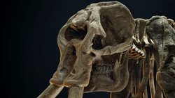 YASA DIŞI FİL AVCILARININ  KULLANDIĞI YÖNTEM