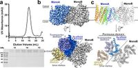 Structural basis for cholesterol sensing of LYCHOS and its interaction with indoxyl sulfate - Nature Communications