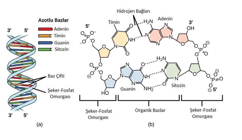 (a) DNA'nın çift sarmal yapısı.  (b) Adenin-Timin ve Guanin-Sitozin bağları.