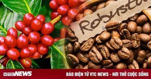 Coffee Prices Decline Amid Increased Production Forecasts