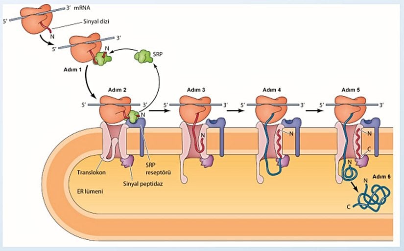 Salgılanacak proteinlerin ER'ye kabul edilmesini gösteren şema.