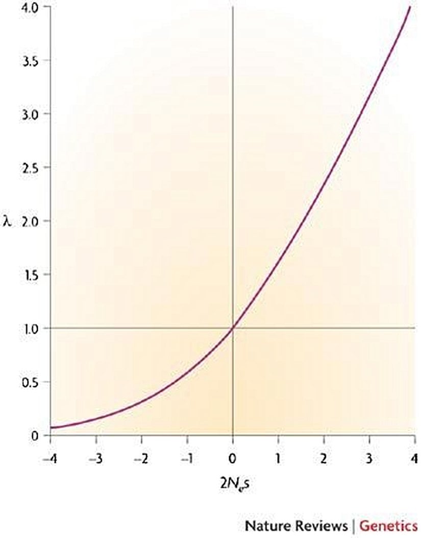 Görseldeki grafik, çeşitli etkili mutasyonların sabitlenme olasıklarının, nötrale göre oranını vermektedir. Görüldüğü ve tahmin edilebileceği gibi faydalı mutasyonlara (grafiğin sağ tarafına) gidildikçe sabitlenme olasılığı yükselmektedir. Öte yandan negatif mutasyonların da sabitlenme oranları sıfır olmak zorunda değildir; ancak yine de çoğu zaman sıfıra oldukça yakındır. Üzerinde yeterince güçlü seçilim baskısı olmayan, nötrale yakın negatif mutasyonlar da popülasyon içerisinde düşük bir olasılıkla da olsa sabitlenebilirler.
