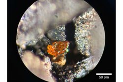 Antarktika’da Bulunan İlk Kehribar, 90 Milyon Yıl Önceki Orman Ekosistemlerine Işık Tutuyor.