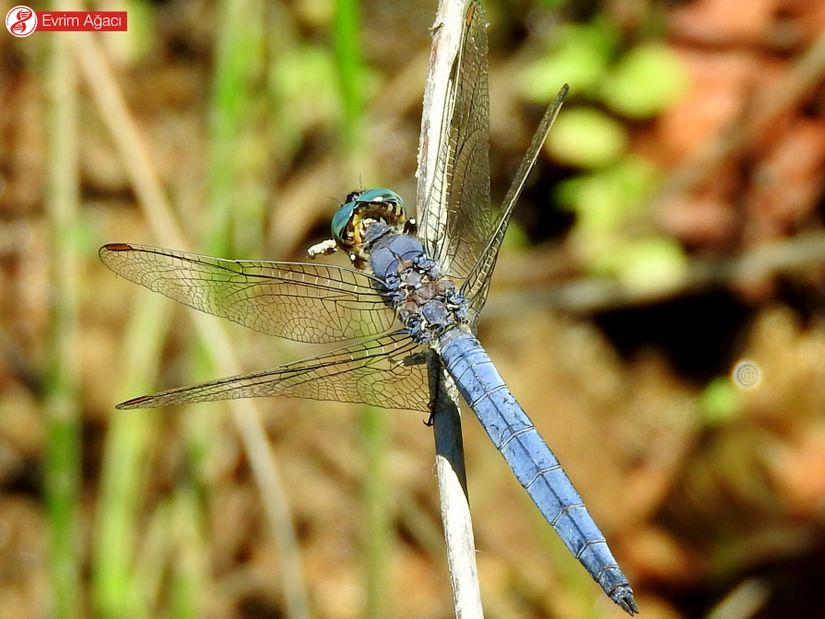 Güney çalıbakiresi (Orthetrum brunneum) erkek birey çalı üzerinde güneşlenirken, Sakarya.