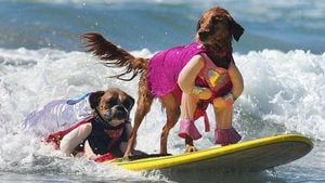 Dog Surfers Steal The Show At World Championship