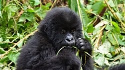 Türlerin Sergileyebileceği Davranışların Çeşitliliği Nasıl Belirlenir?