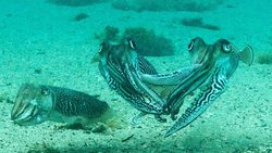 Bir Dişi İçin Ölümüne Kavga: İki Mürekkepbalığının Derya Akkaynak Tarafından İzmir'de İlk Defa Yakalanan Amansız Dövüşü!