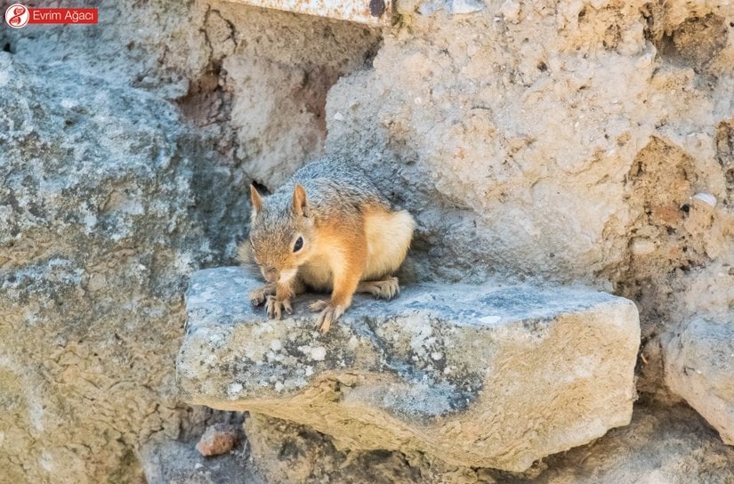 Potansiyel bir tehdit algıladığını düşünürken.