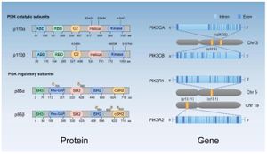 Unveiling Nuclear P85β As A Key Regulator Of Gene Transcription