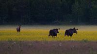 Need a moment of zen? Millions are captivated by this livestream of the Great Moose Migration in Sweden