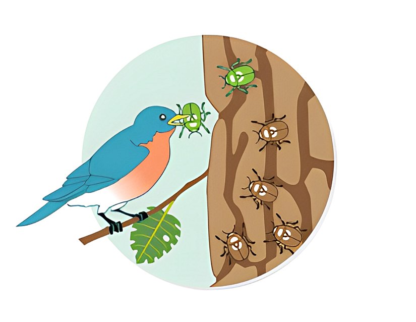 Şekil 2. Yeşil renkli bireyler ağaç kabuğu üzerinde kamufle olamaz ve elenir (Doğal Seçilim).