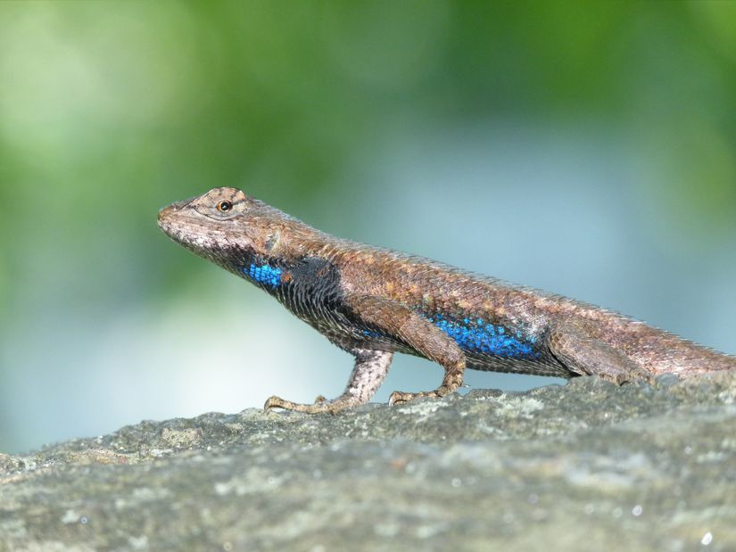 Görsel 3. Doğu çit kertenkelesi (Sceloporus undulatus)