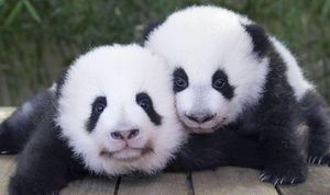 Giant Panda Births Mark Milestone For Conservation