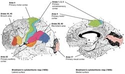 Brodmann Alanları ve İşlevleri