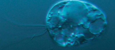 Tuhaf Organizma Evrim Ağacı Üzerinde Benzersiz Köklere Sahip!