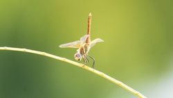 Yusufçuklar ve Kızböcekleri (Odonata)