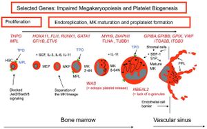 New Study Reveals Eight Genes Essential For Zebrafish Thrombocyte Development