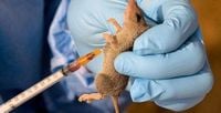 Young adults most affected by Lassa Fever, says NCDC