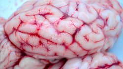 Yoğun Stres Altındayken Neden Ateşimiz Çıkar?