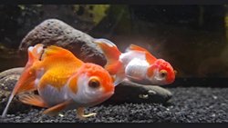 JAPON BALIĞI (Carassius auratus)