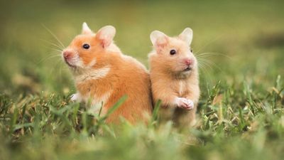 Hamster Nedir? Hamsterlar Ne Zaman Evrimleşti?