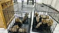 Cheetah cubs destined for illegal trade in exotic pets rescued in Somaliland