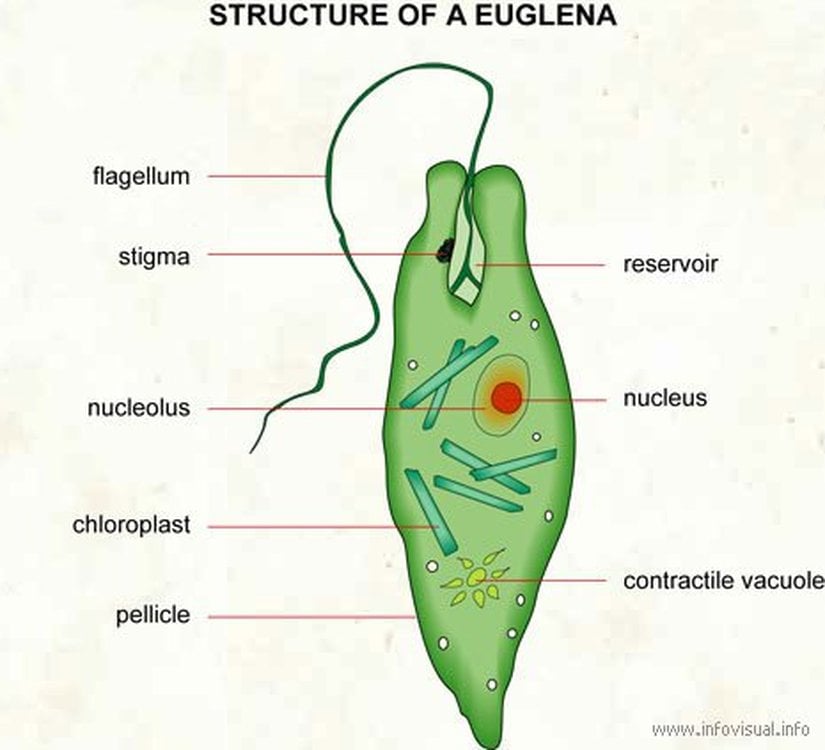 Stigma (Öglena)