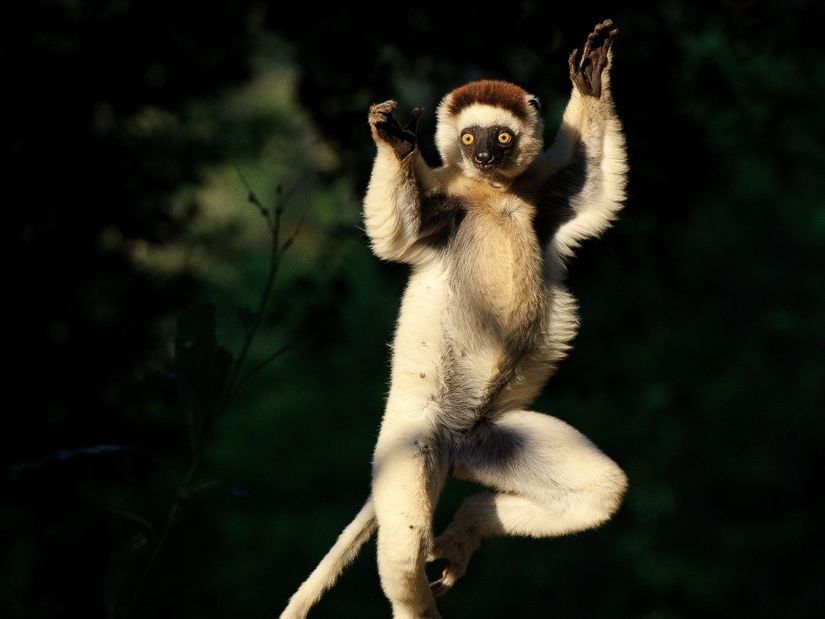 Zaboomafoo isimli televizyon programından tanıdığımız Jovian isimli lemur, Coquerel sifakası (Propithecus coquereli) isimli türe aittir.