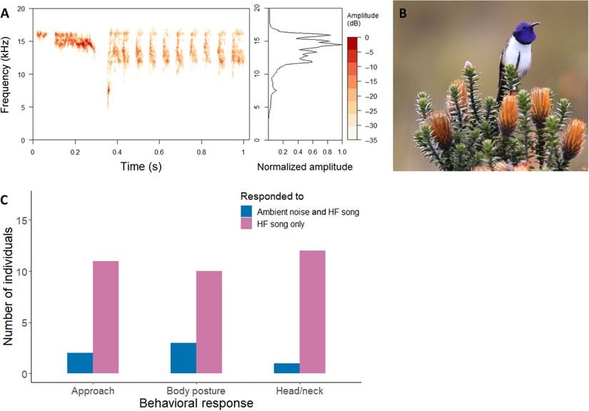 Figür 1: A) HF (Yüksek frekans) vokalizasyonunun spektrogramı ve güç spektrumu.  B) HF şarkı üreten bir erkek O. chimborazo'nun fotoğrafı. Yanaklardaki tüyler şarkı söylerken parlıyor. Fotoğraf: Fernanda G. Duque, Georgia State University  C) Çalışmada uyarılar için iki farklı ses kullanıldı: ortam gürültüsü (ambient noise) ve yüksek frekanslı bir şarkı (HF song). Bu seslere karşı sinek kuşlarının sesin kaynağına doğru yaklaşma (approach), baş eğme, boyun uzatma (head/neck) ve vücut duruşundaki değişiklikler (body posture) olmak üzere davranışsal tepkiler gösterdiği gözlemlendi.