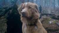 The Story Behind How Good Boy’s Director Made A Horror Movie Around His Own Dog