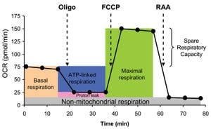 New Research Explores Bioenergetic Capacity's Role Against Alzheimer’s Disease