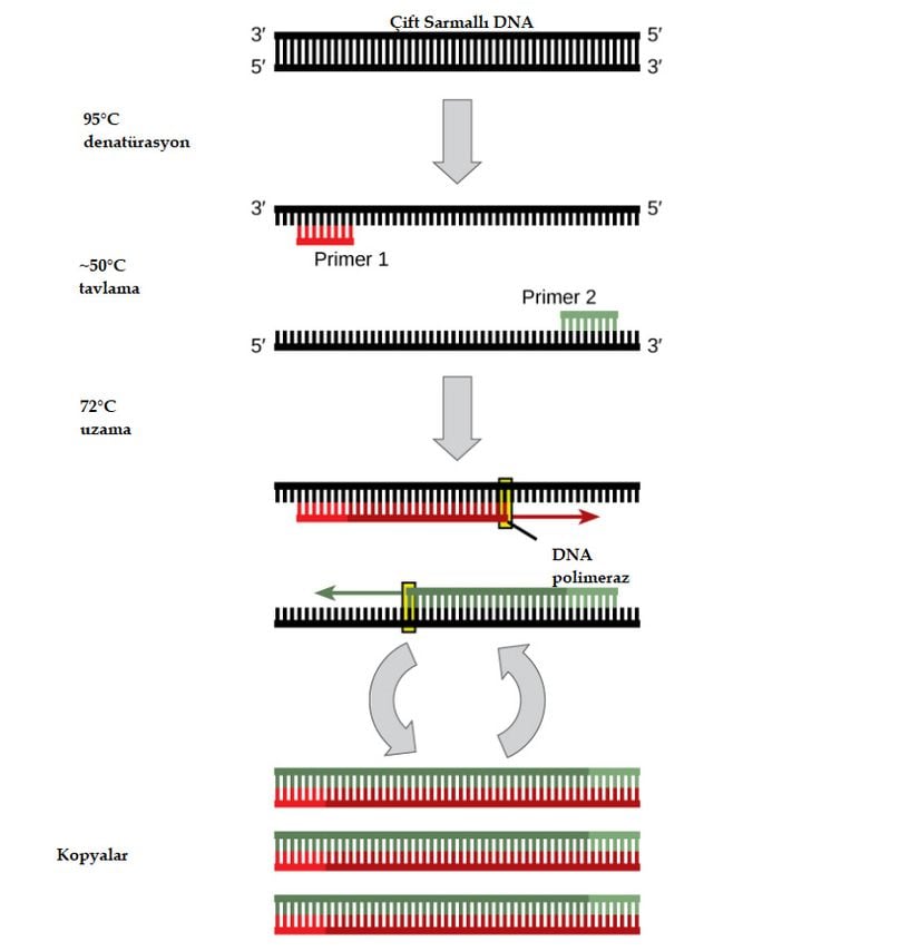 Polimeraz zincir reaksiyonu (PCR) ile DNA polimerazının belirli bir formu kullanılarak DNA'nın belirli bir dizisinin birçok kopyası üretilebilir.