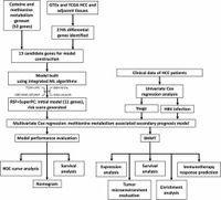 Identification of methionine metabolism related prognostic model and tumor suppressive functions of BHMT in hepatocellular carcinoma - Scientific Reports