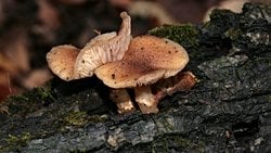 Dev Bal Mantarı: Yaşayan En Büyük Organizma Bir Balina Değil; Bir Mantar!