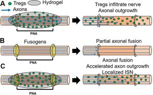 GPX Modulation Boosts Axonal Fusion After Nerve Injury