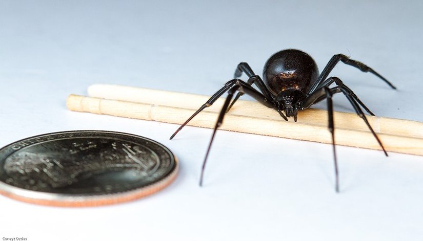 Tüm hakları saklıdır. Fotoğrafçıdan izin alınmadan kopyalanamaz.