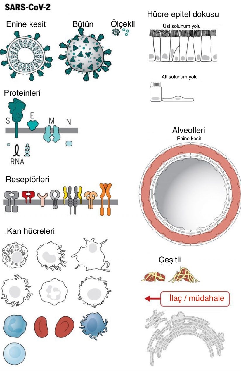 SARS-CoV-2’nin yapısal özellikleri