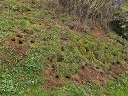 Bu çukurlar hangi hayvana ait olabilir?