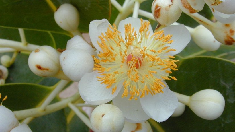 Malpighiales (Malpighiales)