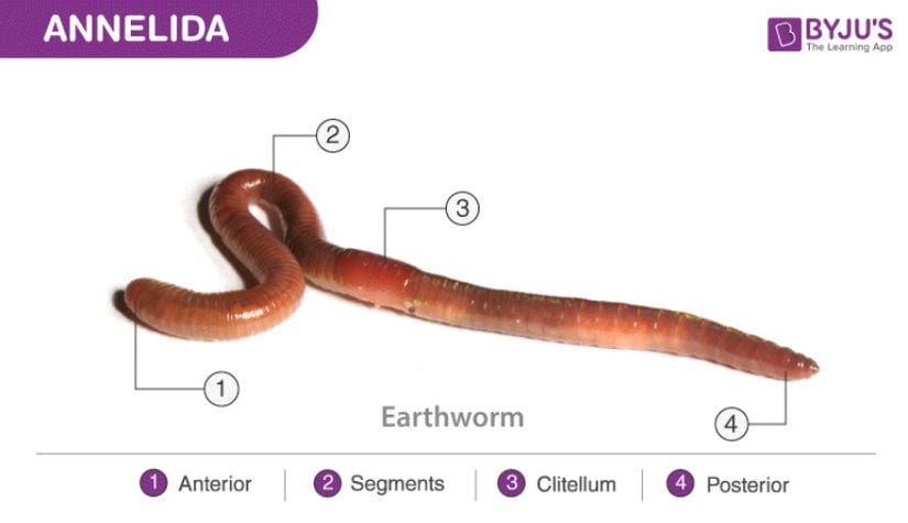 Halkalı Solucanda Protostomes örneği