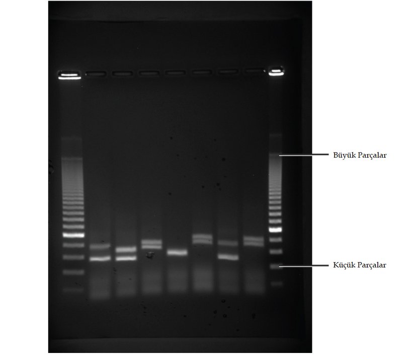 Bir jel üzerinde bulunan, floresan boya ile boyanmış ve UV ışık altında görülebilen altı örnekten alınan DNA parçaları.