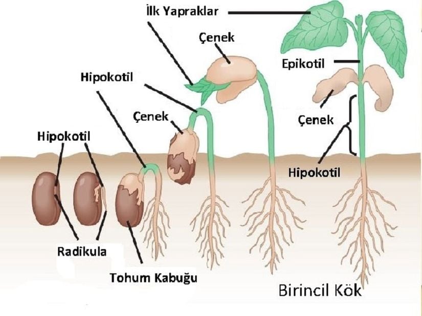 Tohumun çimlenmesi.