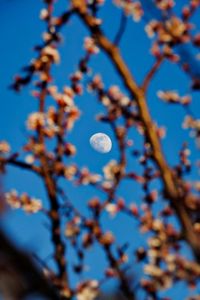 The Pink Moon Will Shine In The Sky This Sunday