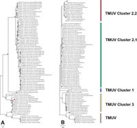 Natural fatal infection of Tembusu virus in bottlenose dolphins in Thailand - Scientific Reports