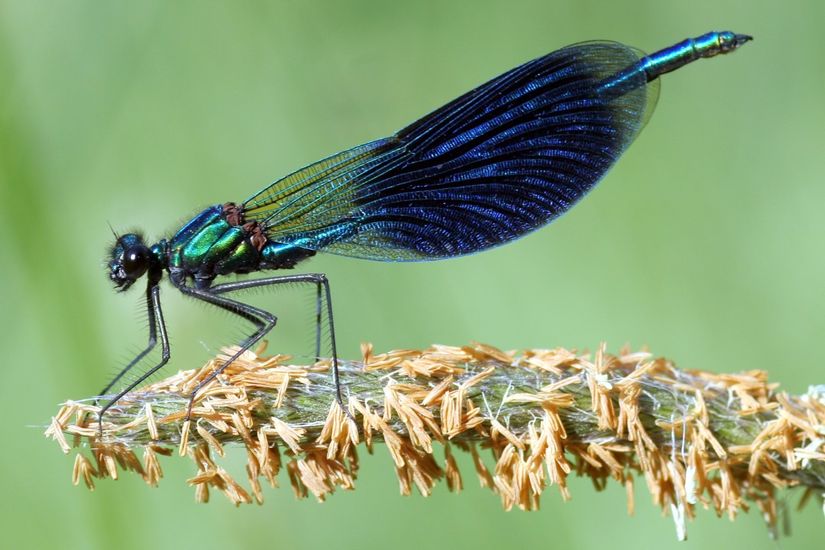 Calopteryx splendens