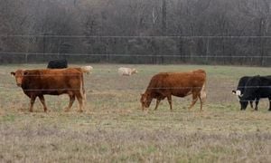 Trump Orders Meatpacking Probe Amid Trade Shifts